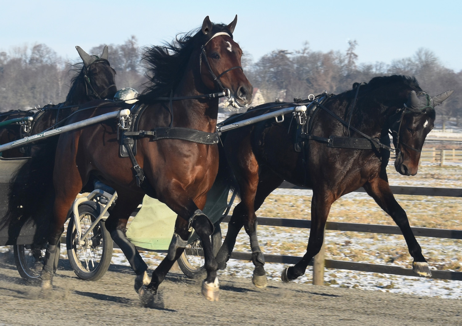 Who's Who (närmast kameran) och Adorable Lady blev miljonärer 2018. Foto; A.Lindblom